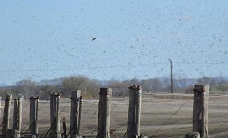 Alerta en Córdoba por importante invasión de langostas