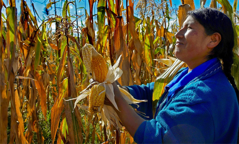 Las mujeres y la producción alimentaria
