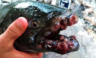 Peces del Pacífico contaminados por la radiación de Fukushima