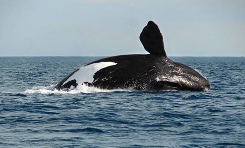Determinaron la cantidad de ballenas que habitan la costa de Chubut