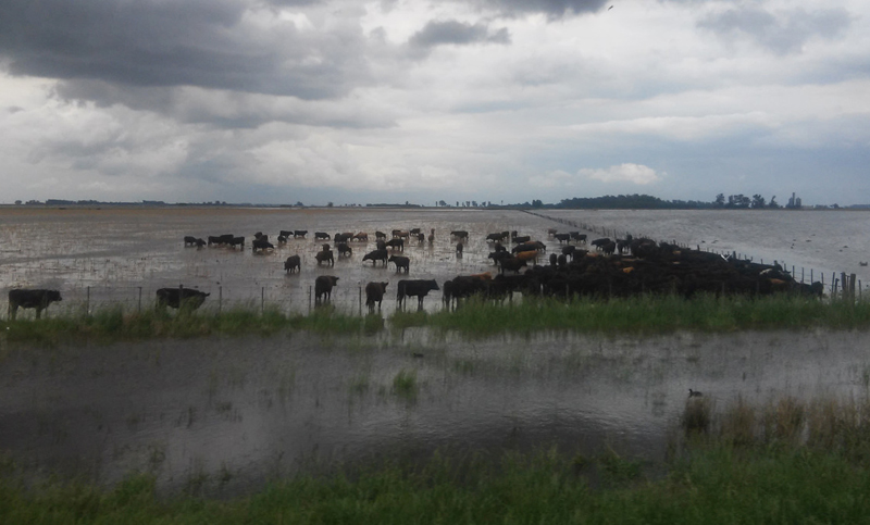 Casi seis millones de hectáreas de campo en varias provincias se encuentran inundadas