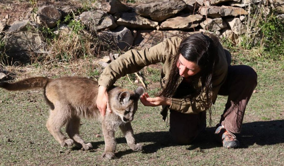 Un puma fue encontrado herido y se recupera con una familia