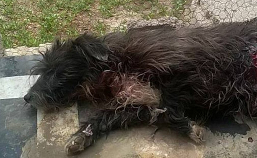 Chester, un perro que sobrevivió tras intentar proteger a su familia