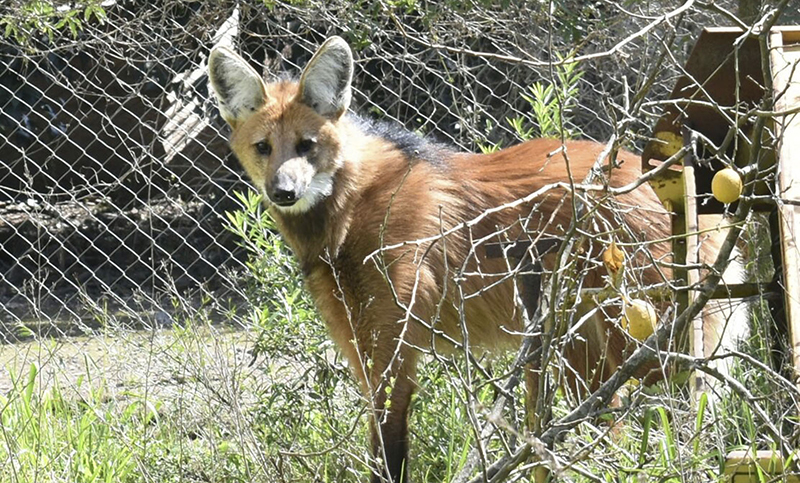 Rescataron a un aguará guazú escondido en un descampado