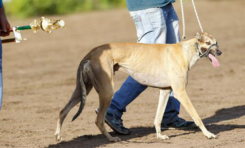Carreras de galgos: lo que tenés que saber a casi un año de su prohibición