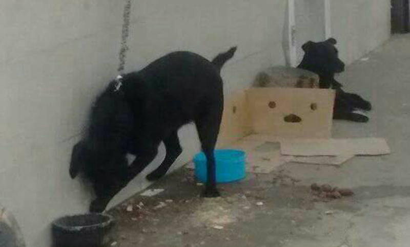 Un perro se encuentra atado afuera de su casa