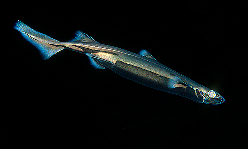 Una especie de tiburón linterna fue descubierta en Hawai