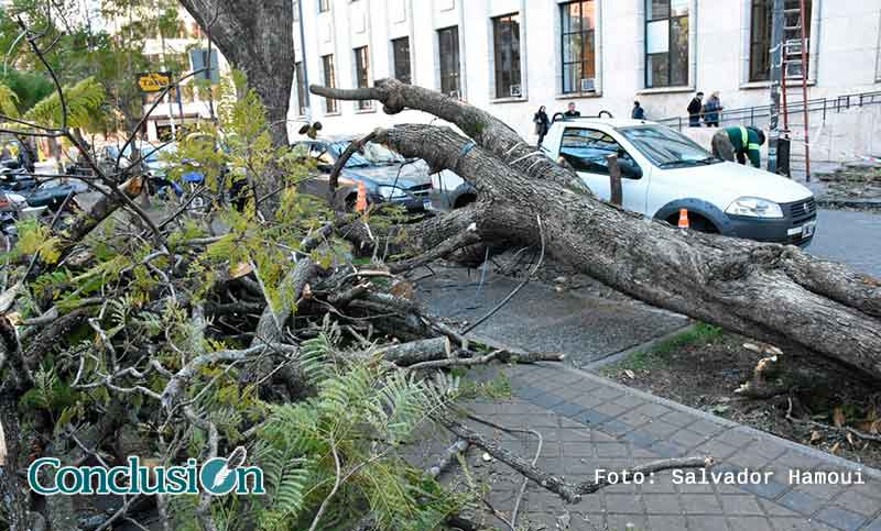 Temporal en Rosario: ráfagas de hasta 75 kilómetros y gran cantidad de árboles caídos