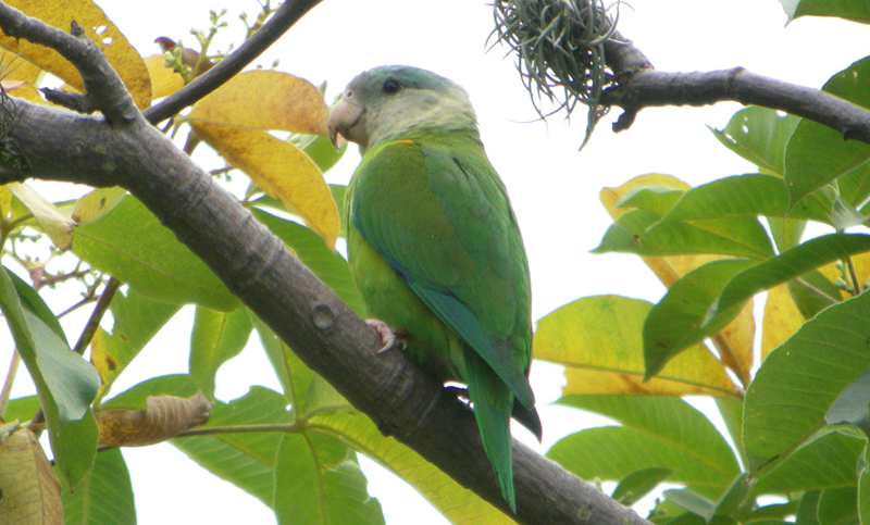 Solicitan proteger la reserva ecológica de Apóstoles