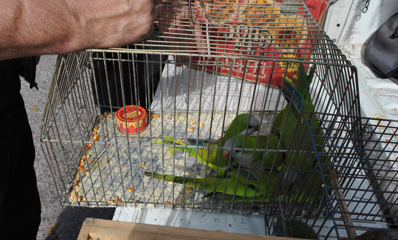 Pedido para que cierren una feria de venta de animales