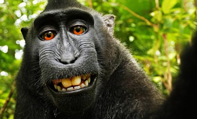 Un mono perdió un juicio por los derechos de una foto
