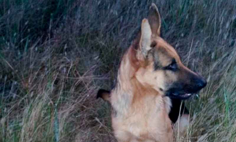 Un ovejero alemán terminó dando la vida por su dueño