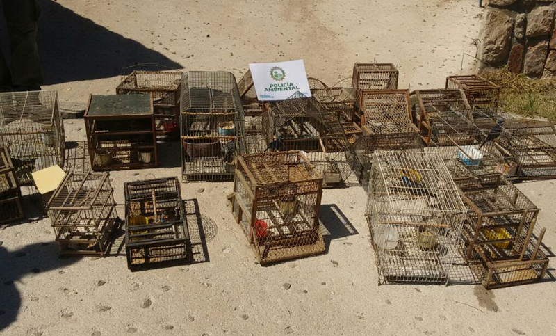 Salvaron cerca de 800 aves silvestres en lo que va del año en Córdoba