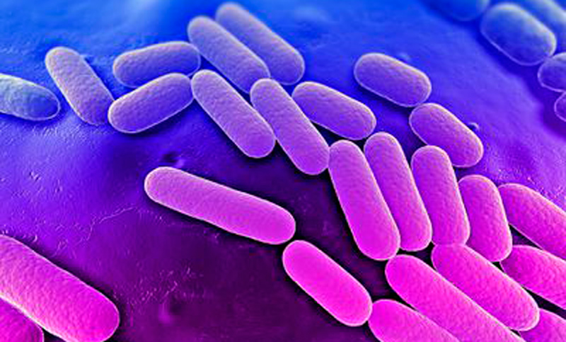 Alerta por superbacteria mortal que podría provocar epidemia mundial