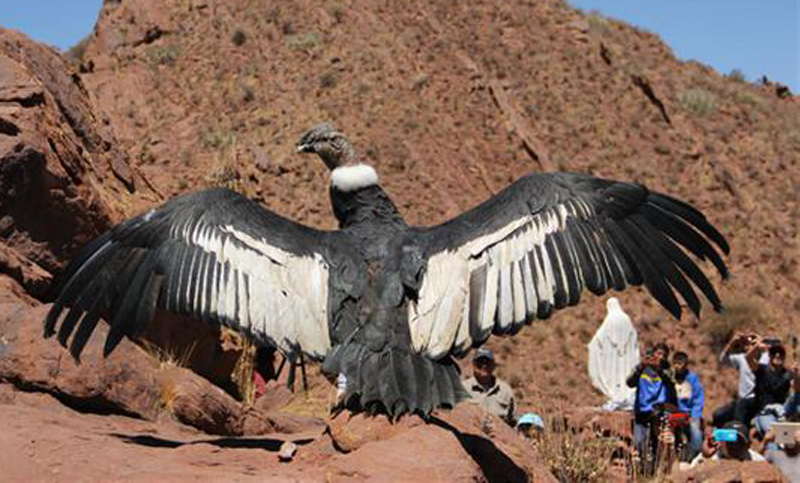 Liberaron tres cóndores andinos en Río Negro
