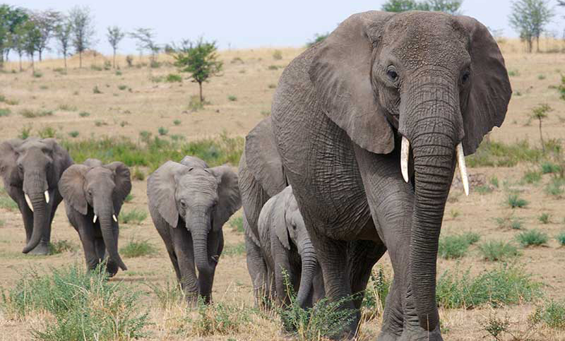 Los elefantes se vuelven noctámbulos para escapar de los cazadores furtivos