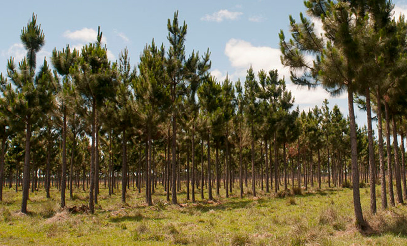 En Córdoba, el 2% de las superficies agropecuarias deberán tener sí o sí árboles