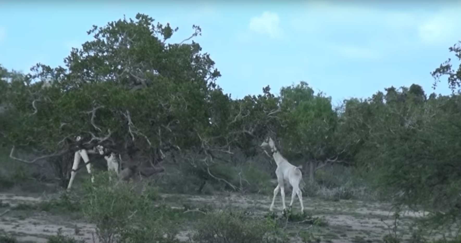 Filman por primera vez a dos jirafas blancas