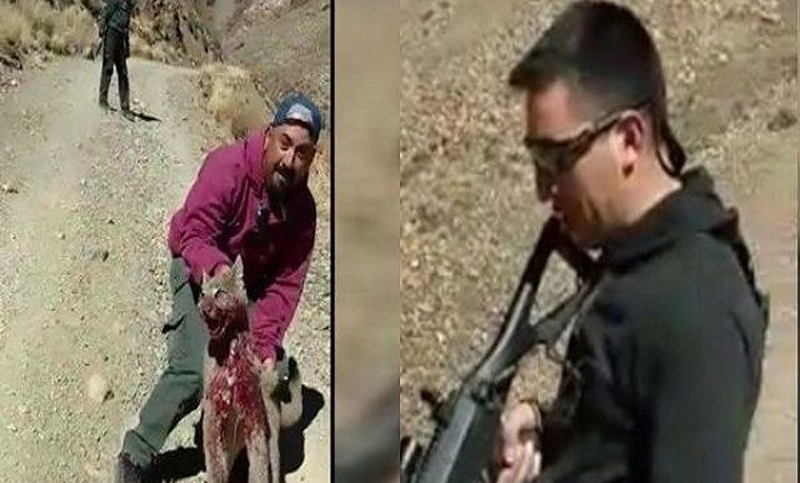 Festejaron en las redes la agonía de un puma que cazaron