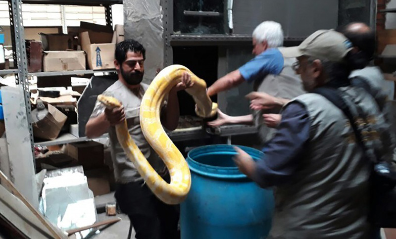 Rescatan animales que eran vendidos en el mercado negro