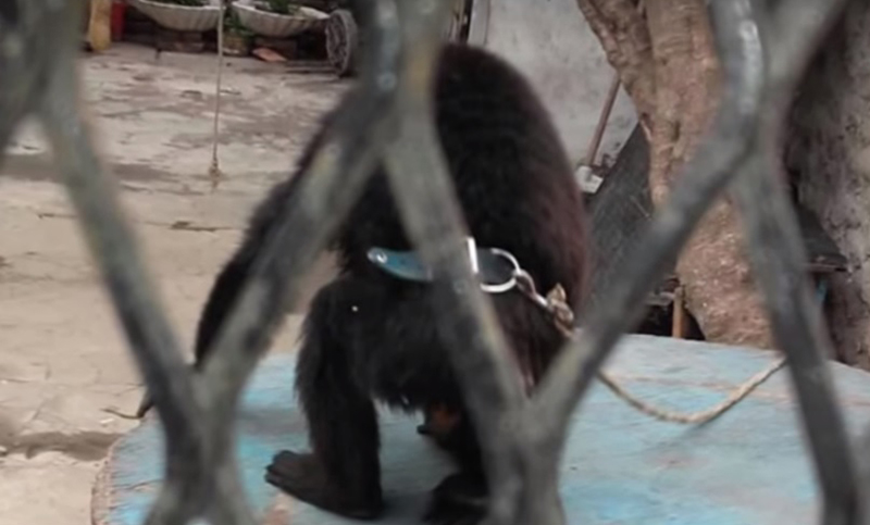 Vecinos piden la liberación de un mono encadenado en Villa Diego