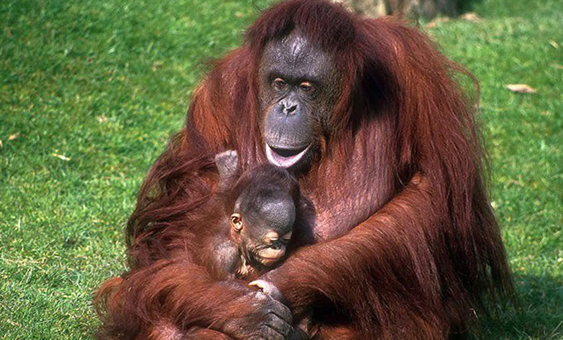 Los orangutanes de Borneo, en peligro de extinción