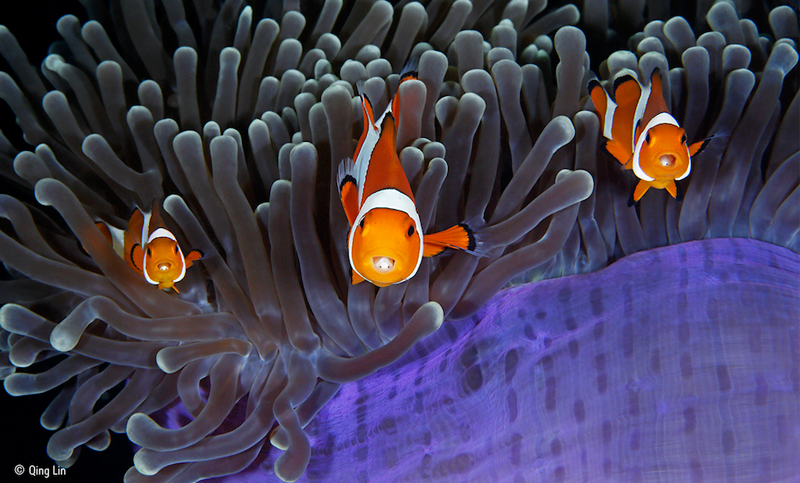 Increíbles pero reales: las mejores fotos de la vida salvaje en 2017