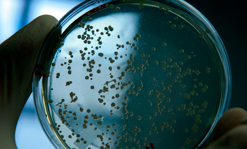 Científicos rosarinos descubren cómo enfrentar a las Superbacterias