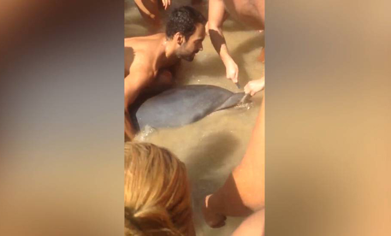 Turistas salvaron a un delfín al devolverlo al agua