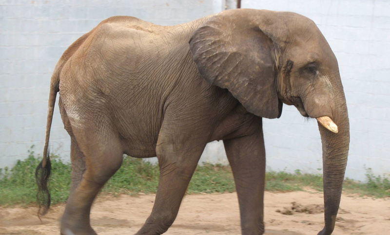 Un elefante necesita dinero para ir al dentista