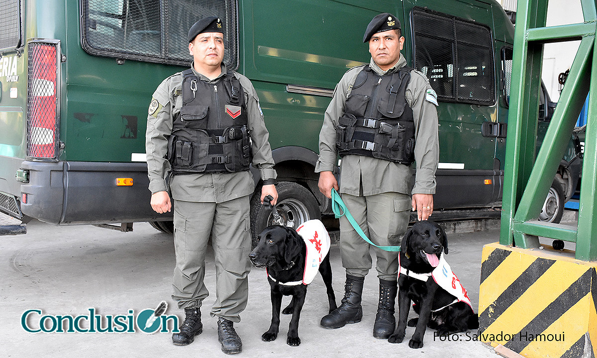 Gendarmería y sus perros entrenados para los trabajos más complejos