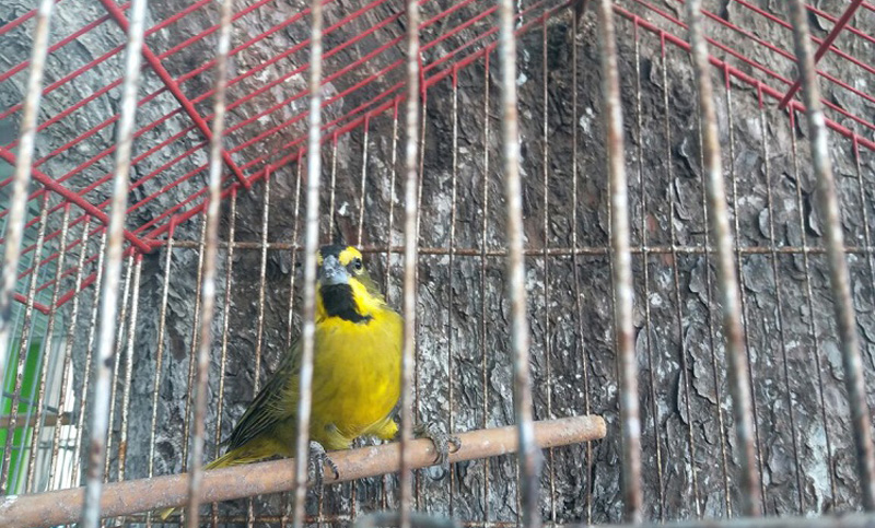 Más de 80 ejemplares de aves fueron rescatadas en La Matanza y San Isidro