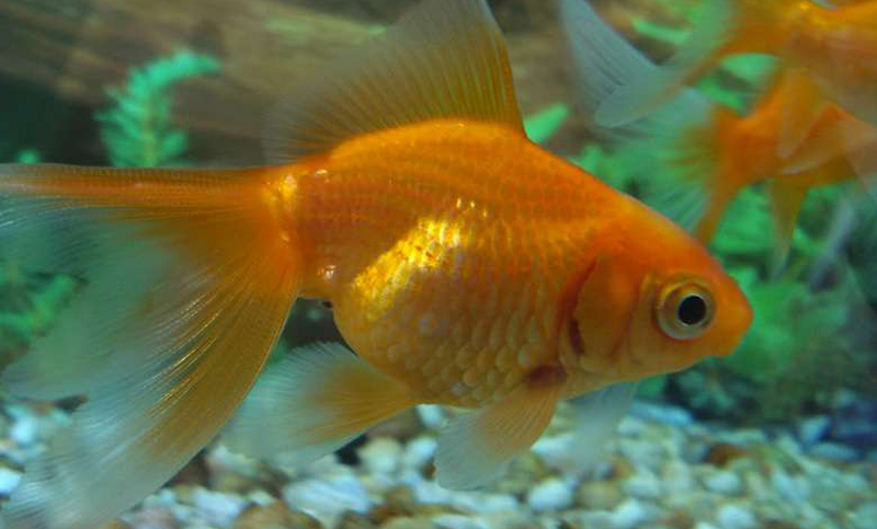 Los peces que sobreviven gracias al alcohol