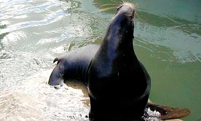 Dos lobos marinos fueron rescatados en Punta Lara y en el Riachuelo