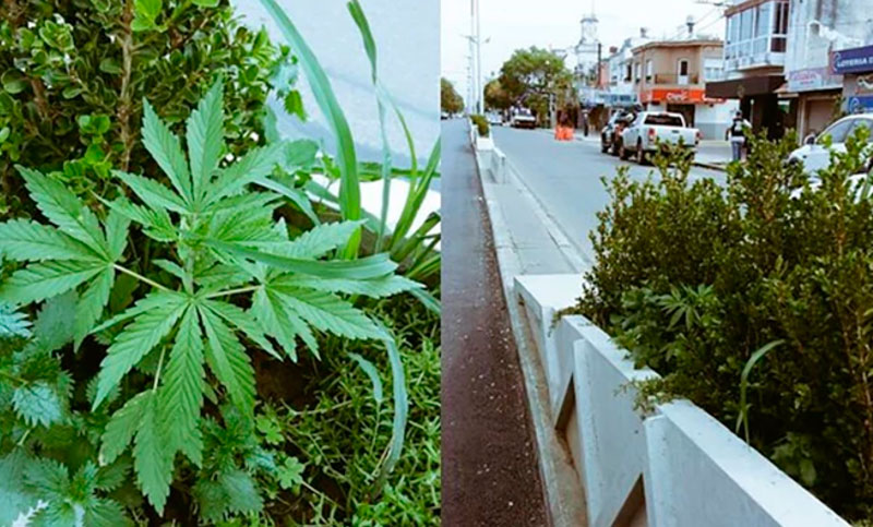 Extraño hallazgo: encontraron plantas de marihuana en pleno centro de San Lorenzo