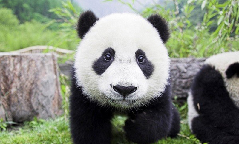 El turismo y la acción del hombre perjudican a los pandas