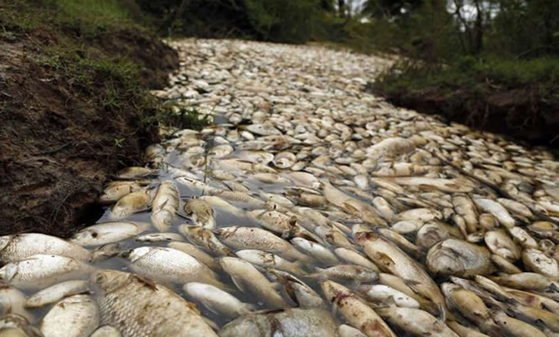 Elevada mortandad de peces por desechos de industrias en un río