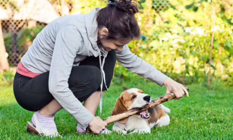 Cinco cosas que pensabas que sabías de un perro, pero te equivocabas