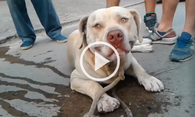 Un animal: ató a su perro a la moto y lo arrastró por varias cuadras