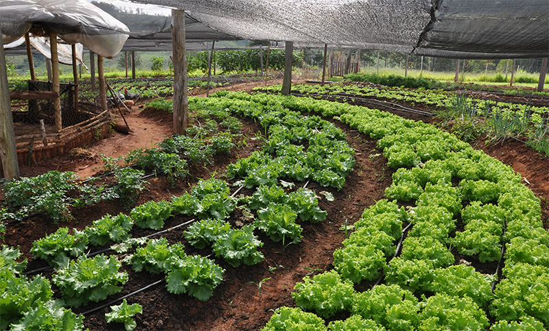 Argentina es la segunda en el mundo en producción orgánica certificada