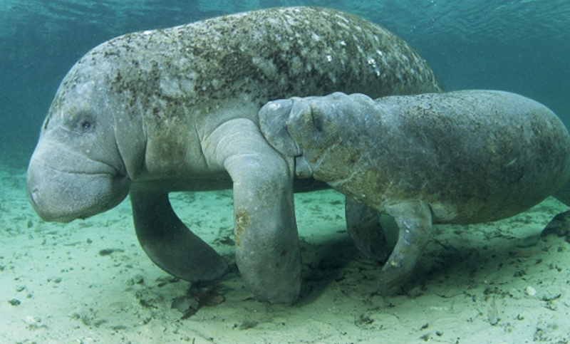 Rescatan al cetáceo más pequeño del mundo