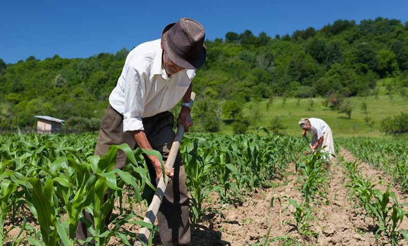 Los campesinos alimentan a más del doble de personas que la cadena agroindustrial