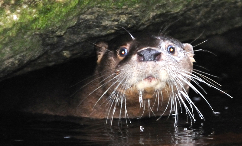 Investigan a una nutria autóctona en peligro de extinción