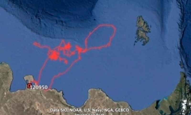 Se estableció el recorrido que siguen las ballenas en el Atlántico