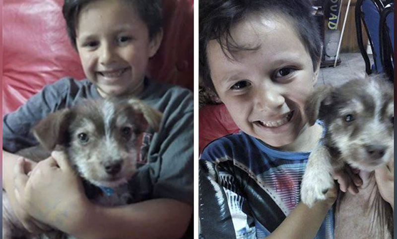 Un niño rosarino le salvó la vida a un perro y lo adoptó