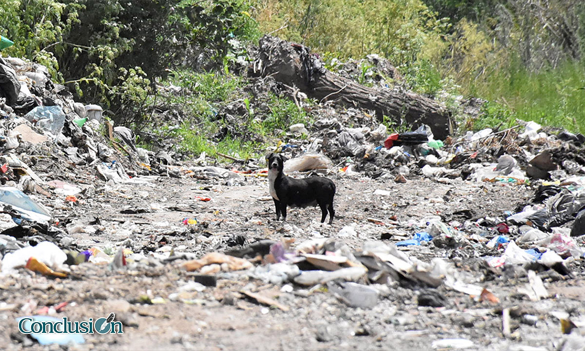 En busca de alimento
