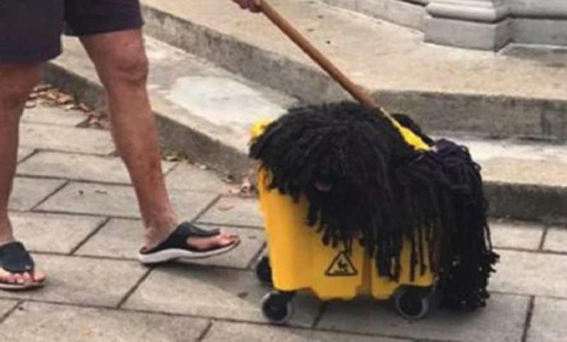 ¡No era un trapo, era un perro! El original disfraz que ganó una competencia