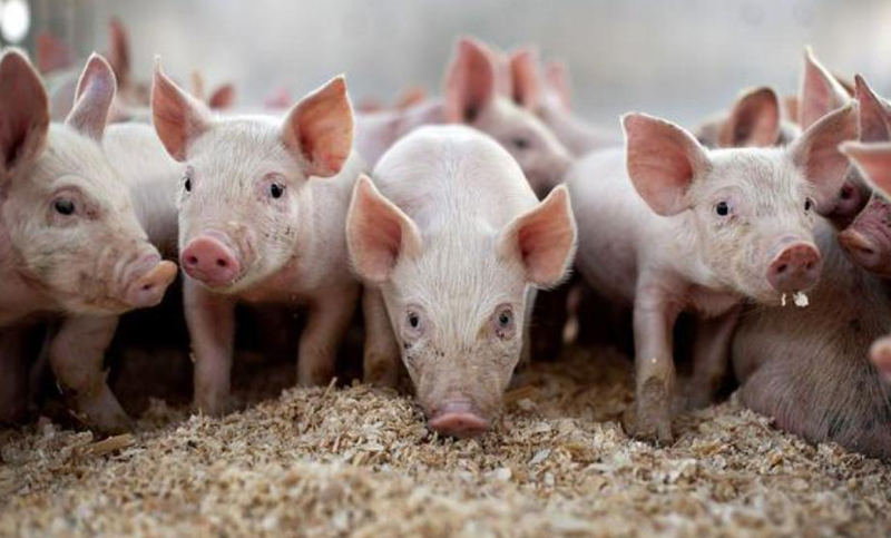 Denuncian que supermercados ofrecen carne importada como nacional