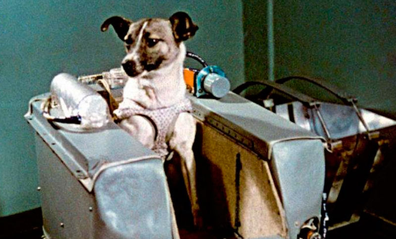 Laika, una perrita que hizo historia