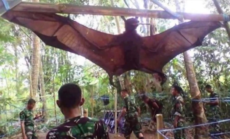 Impresionante: capturaron un murciélago de casi 2 metros en Filipinas
